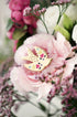 ATWS Enamel Pin Lovebird